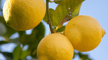 Filière citron en Italie Jardin BiO étic