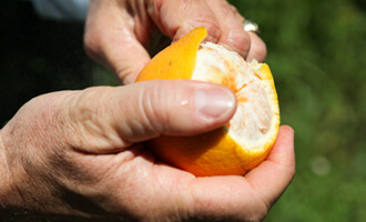Découvrez la filière orange de Grèce pour les purs jus Jardin BiO étic