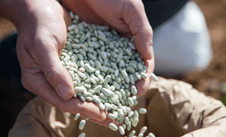 Flageolets bio issus de la filière bio en Vendée pour Jardin BiO étic