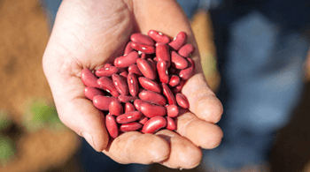 Haricots rouges issus de la filière bio en Vendée pour Jardin BiO étic